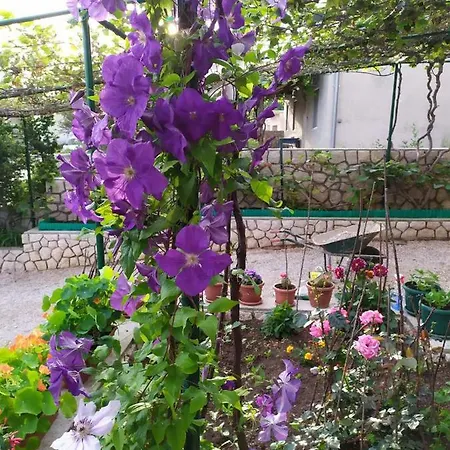 Tikvesa * Novi Vinodolski